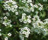 Alyssum.jpg (63043 bytes)