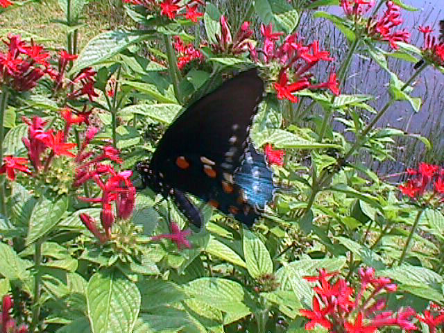 PipevineSwallowtail.jpg (178401 bytes)