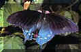 PipevineSwallowtailSm.jpg (34640 bytes)