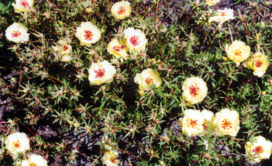 PortulacaYel.jpg (251037 bytes)