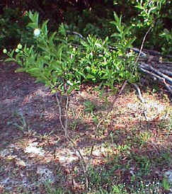 buttonbush 2001.jpg (111536 bytes)