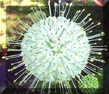 buttonbush flower.jpg (84918 bytes)