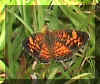 pearl crescent.jpg (61394 bytes)