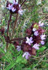 purplewildflower.jpg (98579 bytes)
