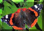 redadmiralsmall.jpg (39558 bytes)