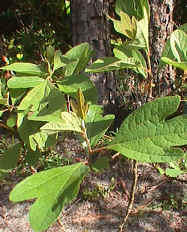 sassafras.jpg (112798 bytes)