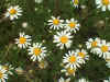 wild daisy.jpg (74746 bytes)