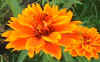 zinnia orange.jpg (52476 bytes)