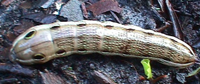 BrownHornworm.jpg (89059 bytes)